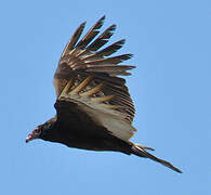 Turkey Vulture