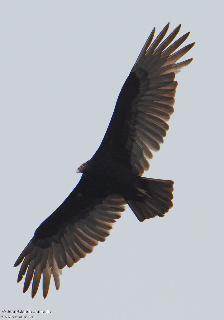 Turkey Vulture, Flight