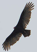 Turkey Vulture