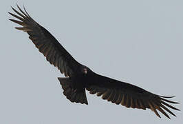 Turkey Vulture