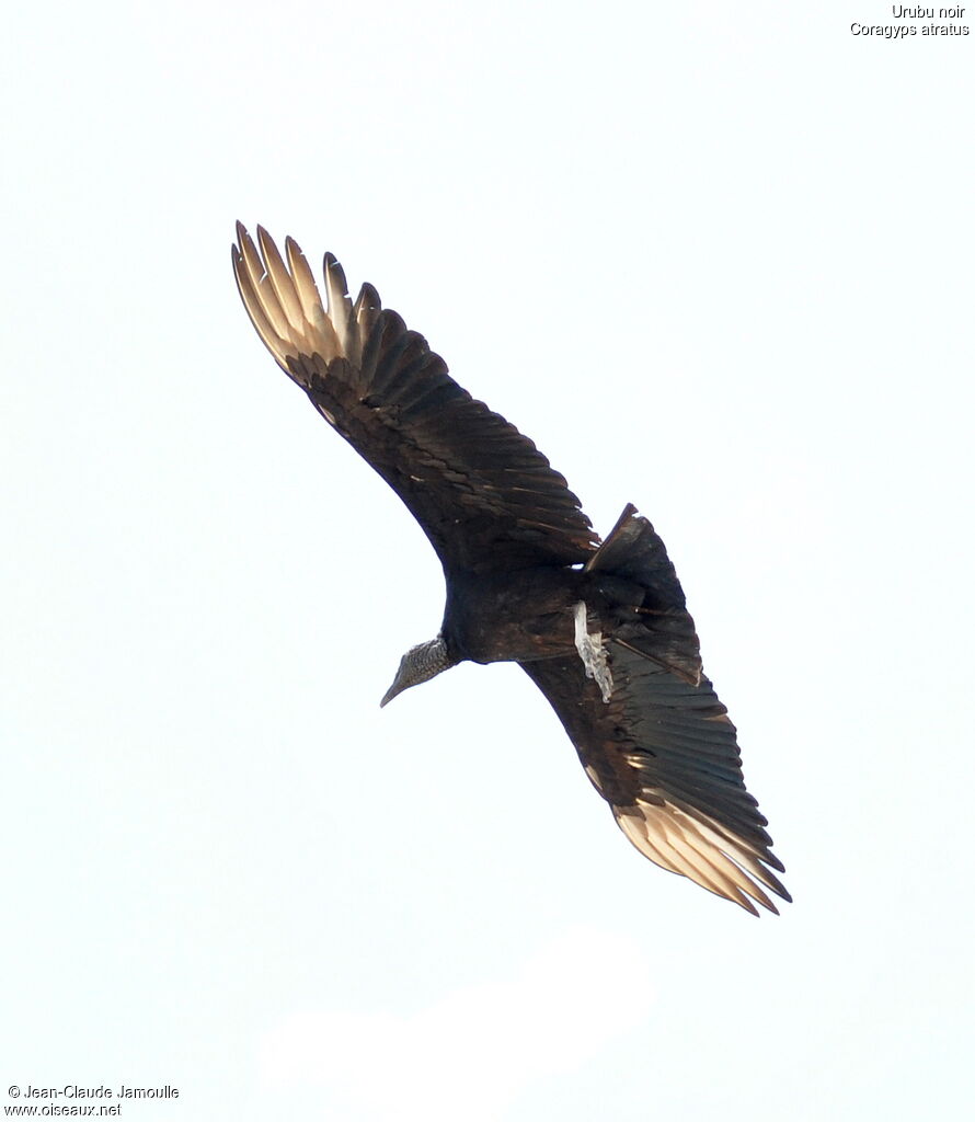 Black Vulture, Flight