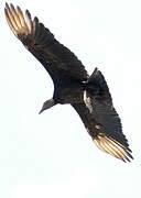 Black Vulture