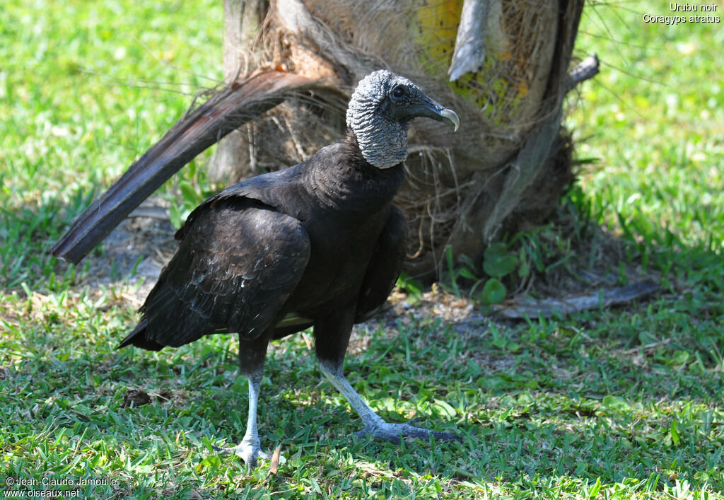 Black Vulture