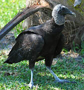 Black Vulture