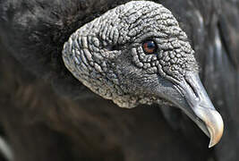 Black Vulture