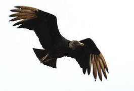 Black Vulture