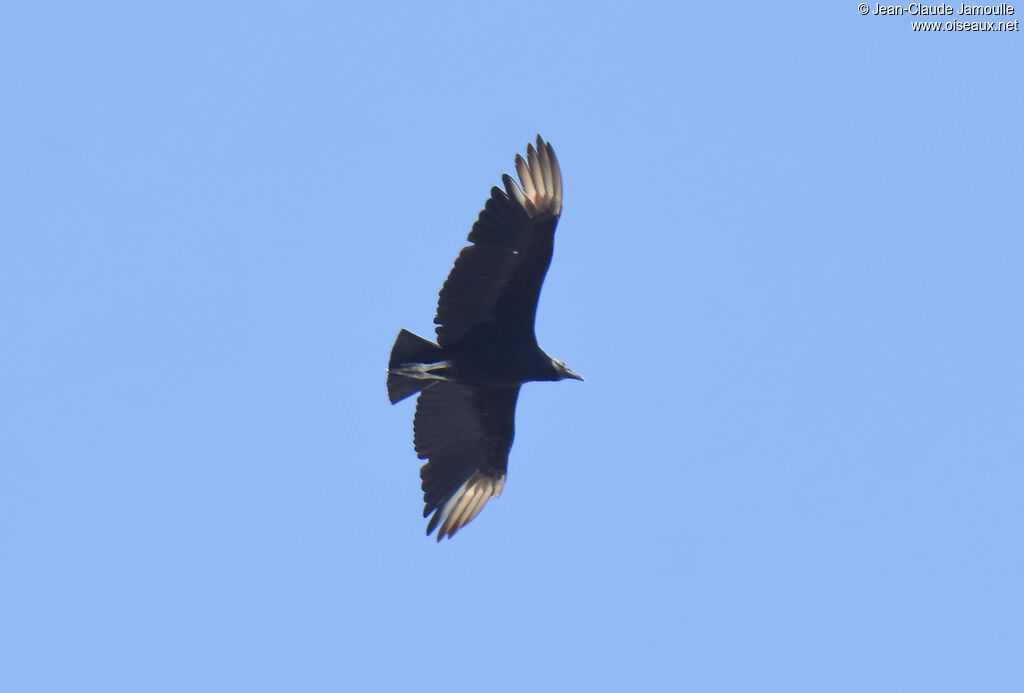 Black Vulture