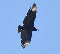 Black Vulture