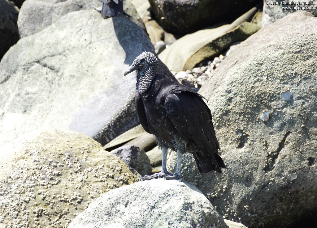 Black Vulture adult