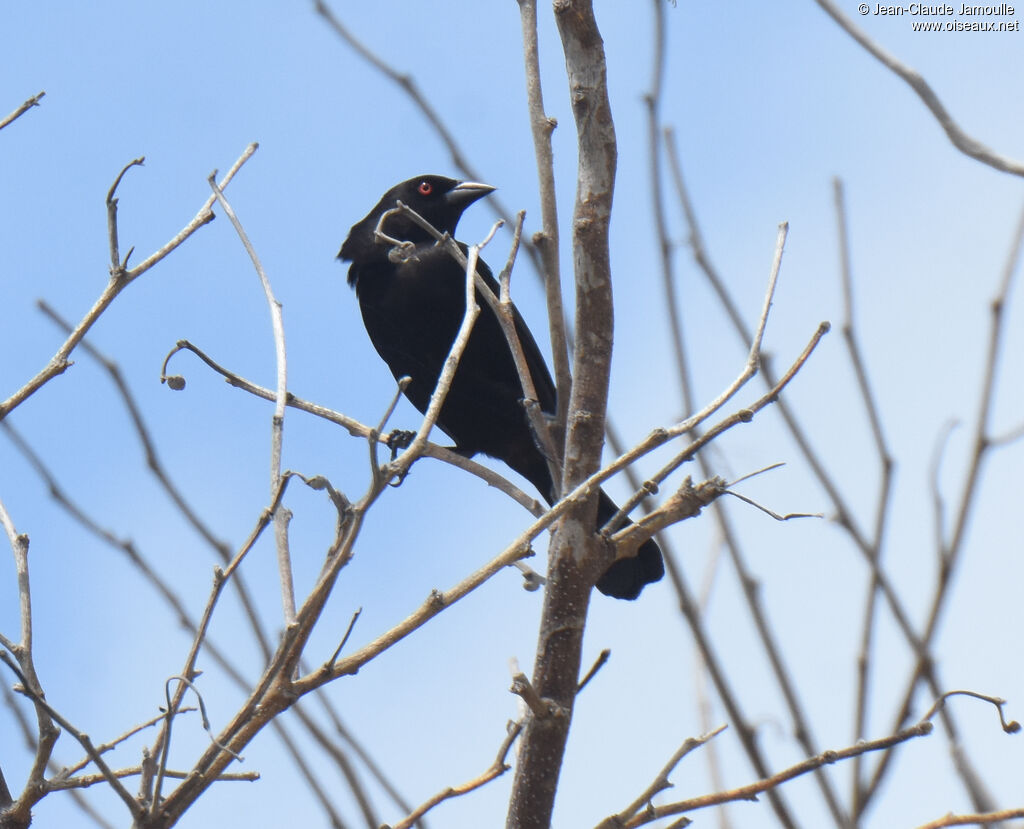 Bronzed Cowbird male adult