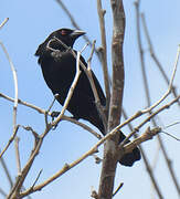 Bronzed Cowbird