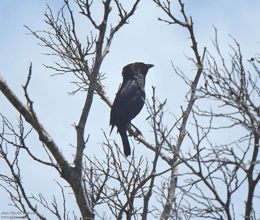 Bronzed Cowbird male adult, aspect