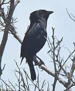 Bronzed Cowbird