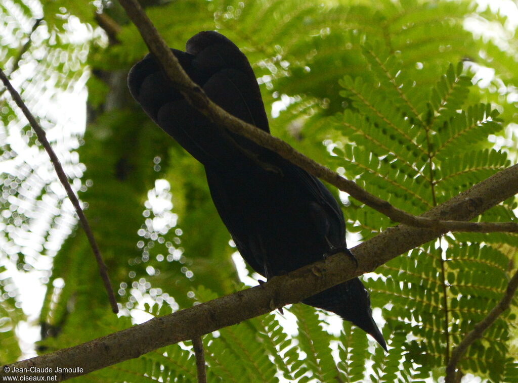 Giant Cowbird