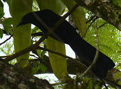 Giant Cowbird