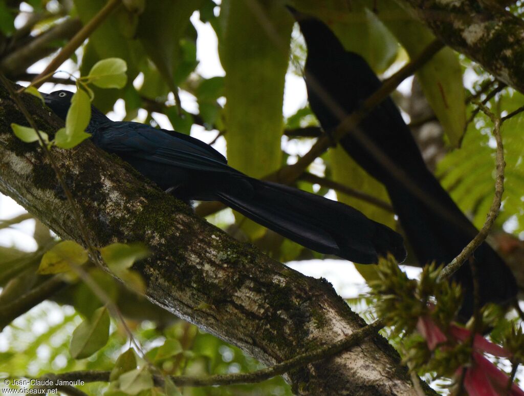 Giant Cowbird 