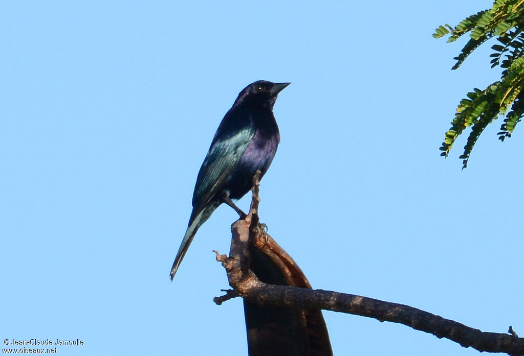 Shiny Cowbird male