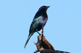 Shiny Cowbird