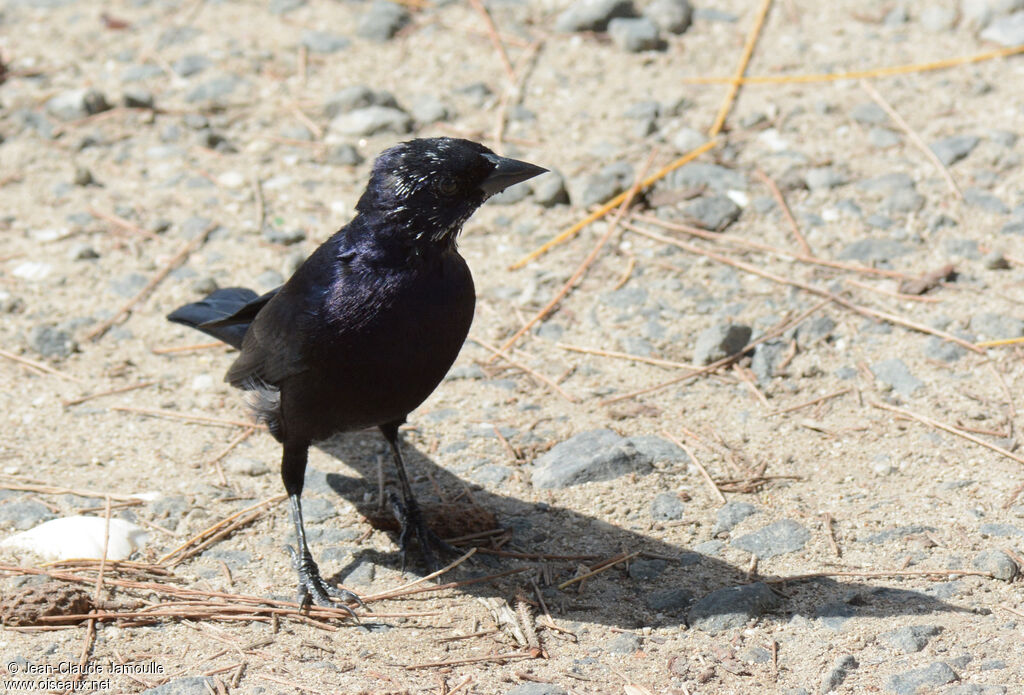 Shiny Cowbird male adult