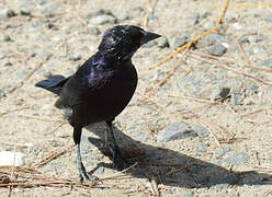 Shiny Cowbird