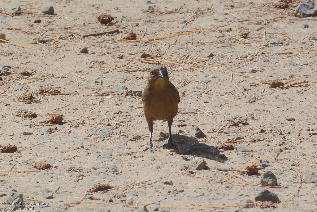 Shiny Cowbird female