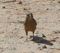 Shiny Cowbird