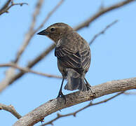 Shiny Cowbird