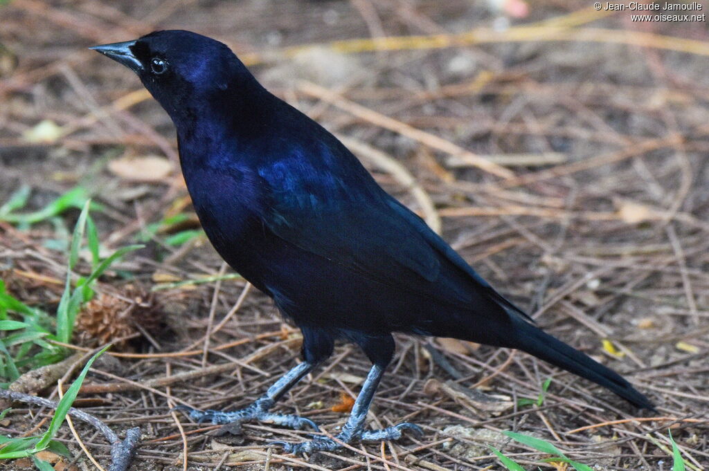 Shiny Cowbird