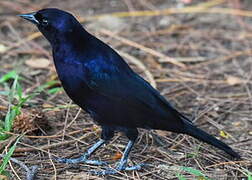 Shiny Cowbird