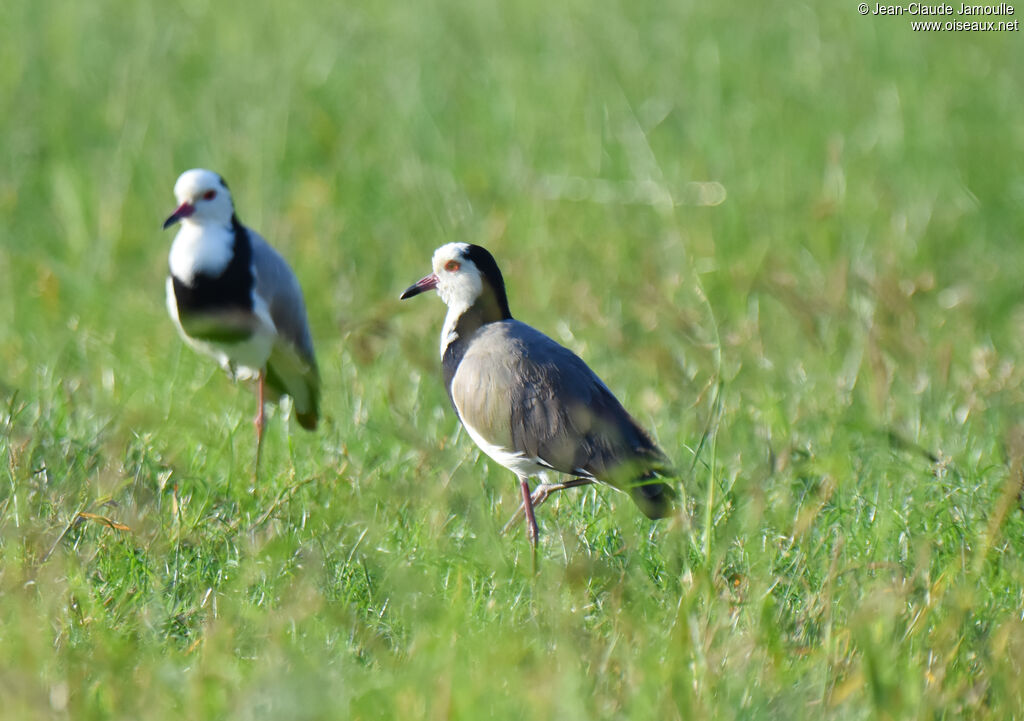 Vanneau à ailes blanches