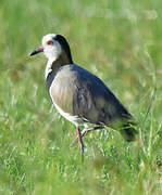 Long-toed Lapwing