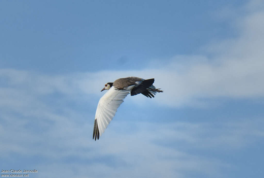 Long-toed Lapwing, Flight