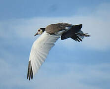 Long-toed Lapwing