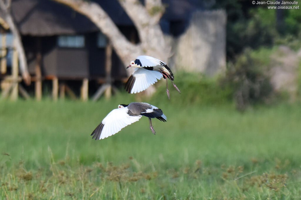 Vanneau à ailes blanches