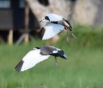 Long-toed Lapwing