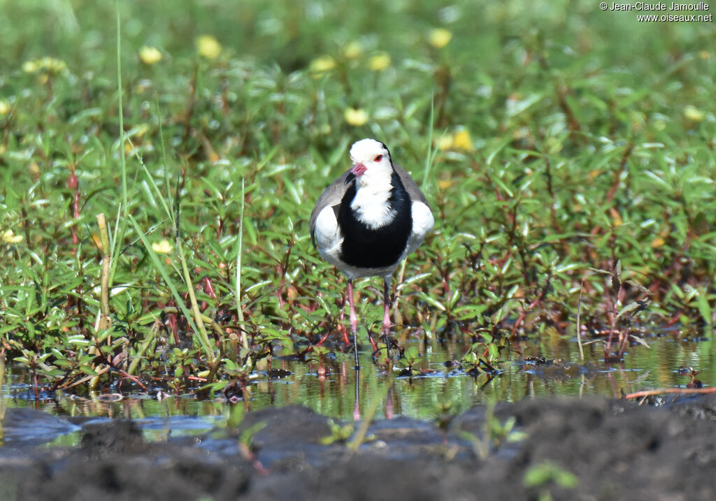 Vanneau à ailes blanches