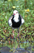 Long-toed Lapwing