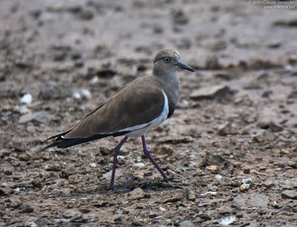 Black-winged Lapwing