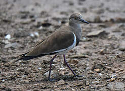 Black-winged Lapwing