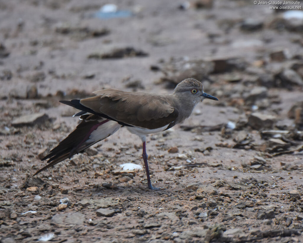 Black-winged Lapwing