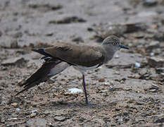 Black-winged Lapwing