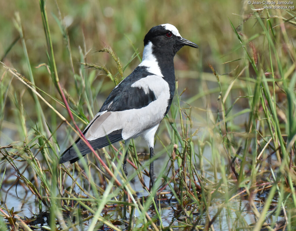 Blacksmith Lapwing