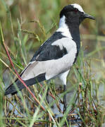 Blacksmith Lapwing