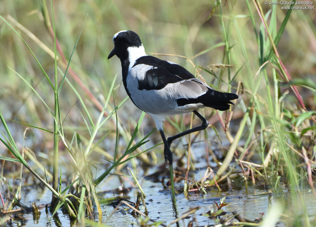 Blacksmith Lapwing