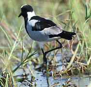 Blacksmith Lapwing