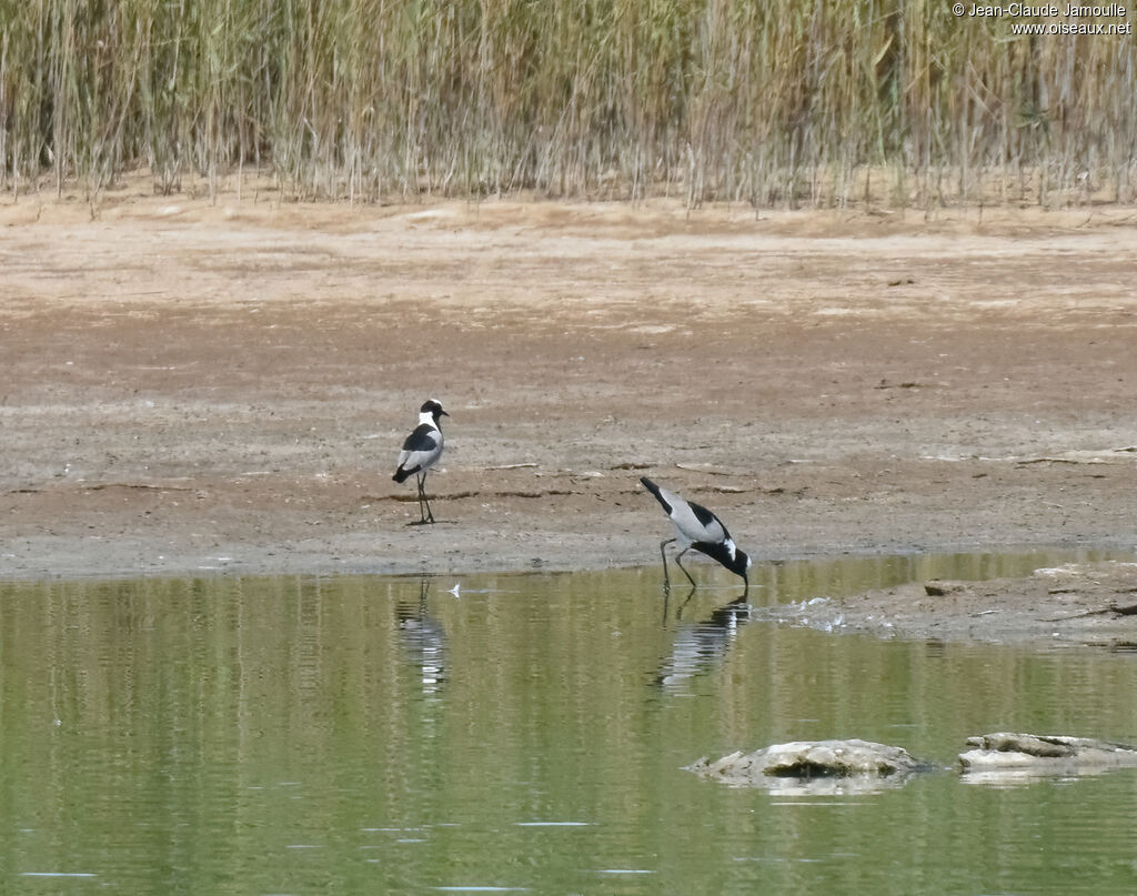 Blacksmith Lapwing