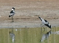 Blacksmith Lapwing