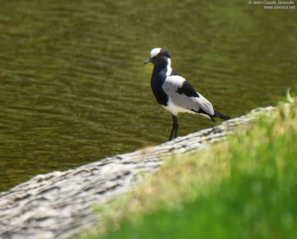 Blacksmith Lapwing