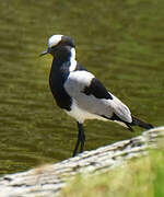 Blacksmith Lapwing