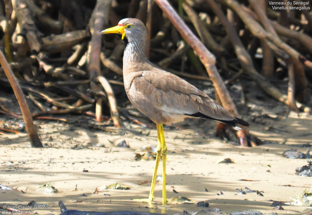 African Wattled Lapwing, Behaviour